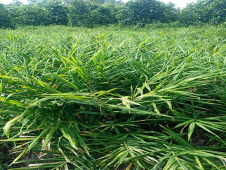 10 Tác Dụng Tuyệt Vời Của Gừng Tươi Có Thể Bạn Chưa Biết