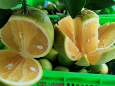 Tất Tần Tật Về Giống Cam Xoàn