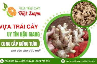 Vựa trái cây uy tín Hậu Giang cung cấp gừng tươi số lượng lớn cho chợ đầu mối