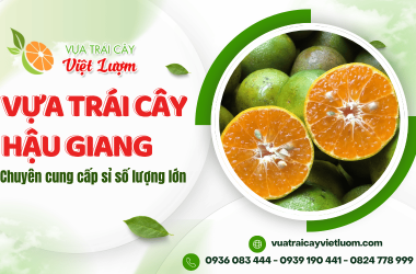 Vựa trái cây Hậu Giang chuyên cung cấp sỉ quýt đường và bưởi da xanh số lượng lớn