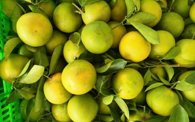 CÔNG DỤNG CỦA CAM XOÀN