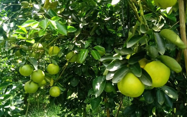 CHUYÊN CUNG CẤP SỈ CAM XOÀN, QUÝT ĐƯỜNG, BƯỞI DA XANH, GỪNG TƯƠI