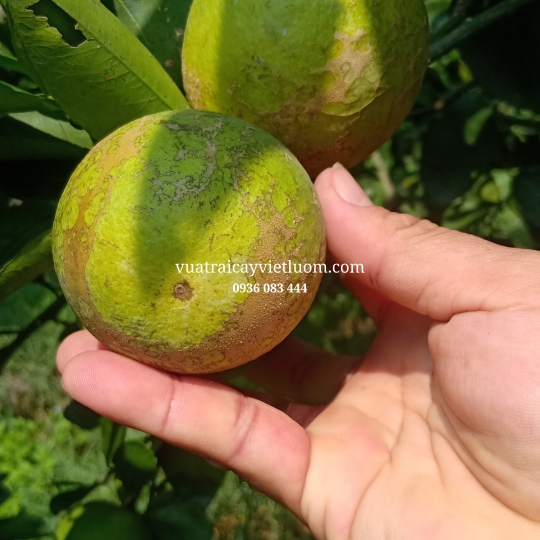 CAM XOÀN LAI VUNG