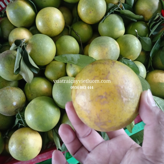 CAM XOÀN LAI VUNG
